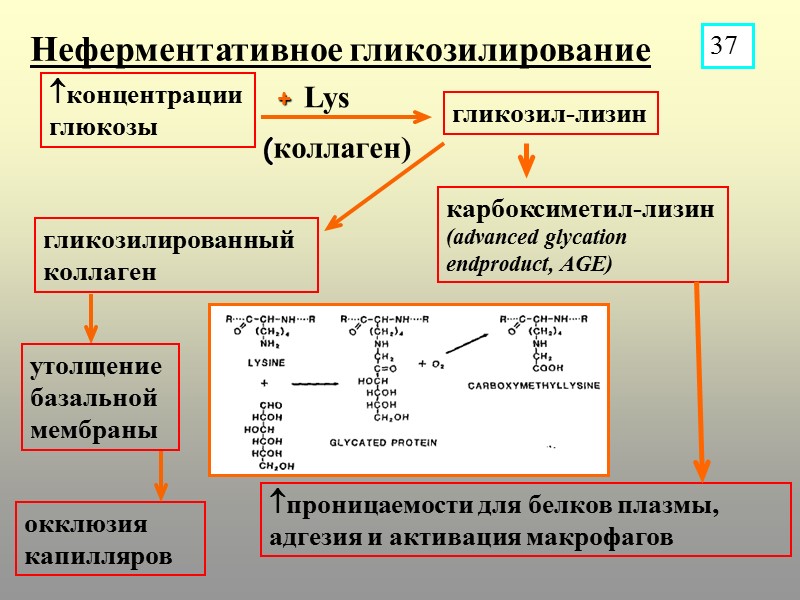+ Lys Неферментативное гликозилирование концентрации глюкозы гликозил-лизин проницаемости для белков плазмы, адгезия и активация